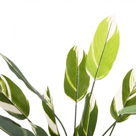 ΔΙΑΚΟΣΜΗΤΙΚΟ ΣΥΝΘΕΤΙΚΟ ΦΥΤΟ CALATHEA ΣΕ ΓΛΑΣΤΡΑ 140Υεκ.