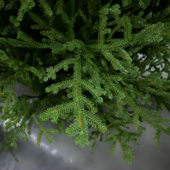 EMERALD SPRUCE ΧΡΙΣΤΟΥΓΕΝΝΙΑΤΙΚΟ ΔΕΝΤΡΟ 115x115x180cm PE/PVC ΠΡΑΣΙΝΟ EMERALD SPRUCE ΧΡΙΣΤΟΥΓΕΝΝΙΑΤΙΚΟ ΔΕΝΤΡΟ 115x115x180cm PE/PVC ΠΡΑΣΙΝΟ