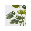 Διακοσμητικό φυτό σε γλάστρα Deliciosa πράσινο Φ94x120εκ