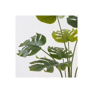 Διακοσμητικό φυτό σε γλάστρα Deliciosa πράσινο Φ94x120εκ