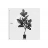 Διακοσμητικό φυτό σε γλάστρα Ficus Lyrata πράσινο Φ70x130εκ Διακοσμητικό φυτό σε γλάστρα Ficus Lyrata πράσινο Φ70x130εκ