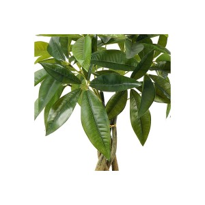 Διακοσμητικό φυτό σε γλάστρα Pachira πράσινο Φ40x60εκ